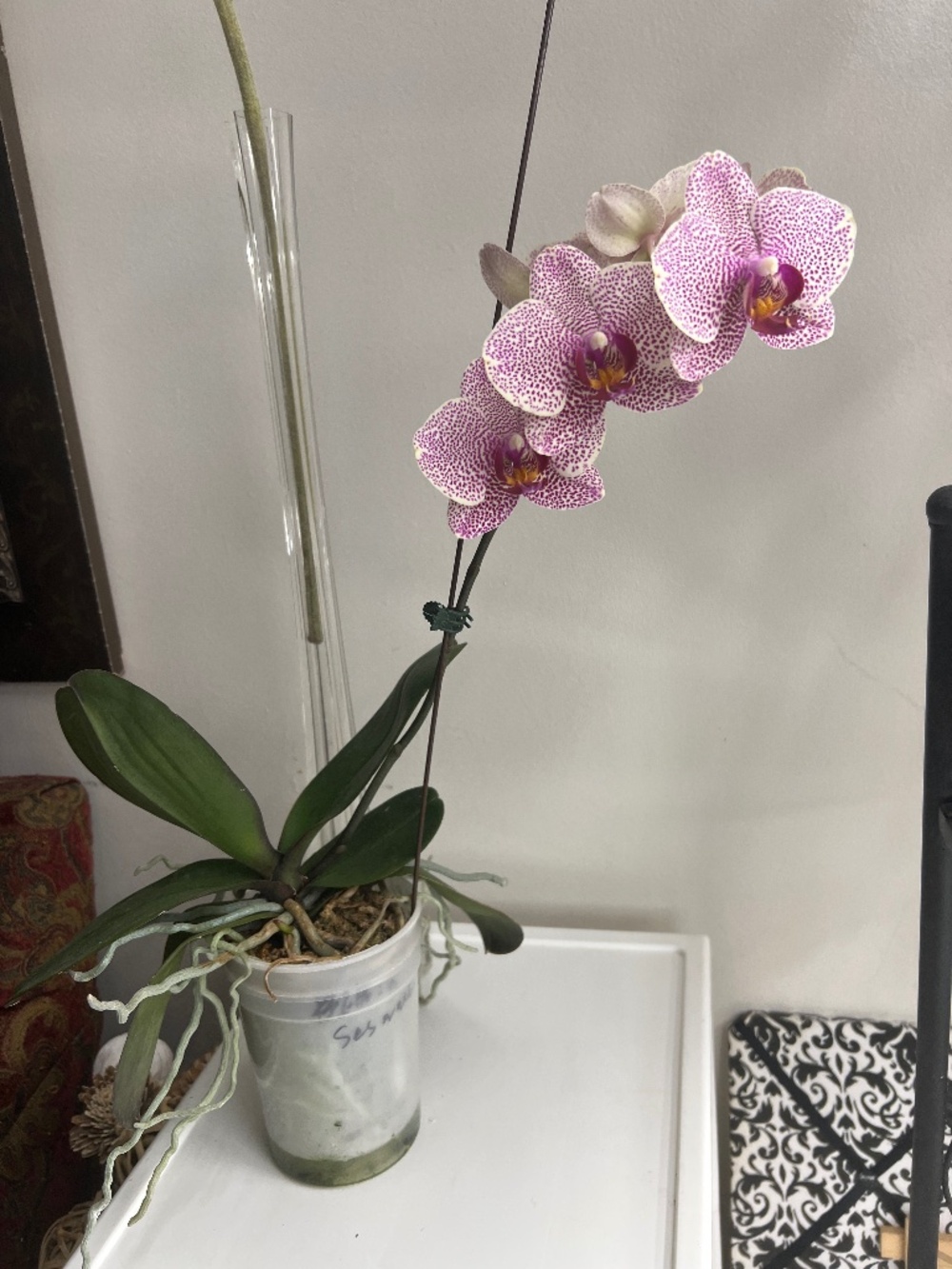 UNIQUE Mature Phalaenopsis Orchid "Sesame" white and fucsia color IN BLOOM